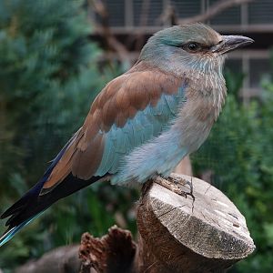 European roller