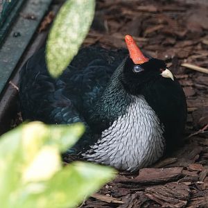 Horned guan