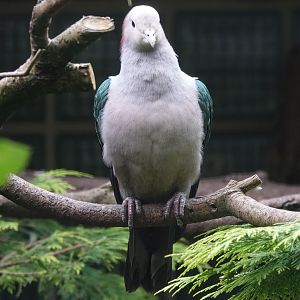 Chestnut-naped Imperial-Pigeon