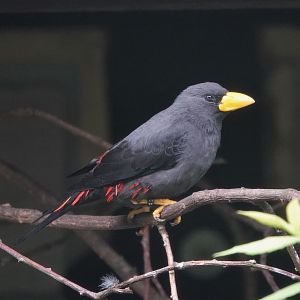 Grosbeak starling