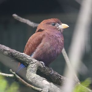 Broad-billed roller