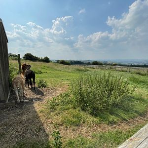 Alpaca Enclosure at Charlotte's Ice Cream Parlour (July 2021)