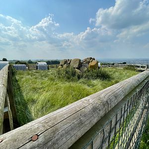 Pygmy Goat Enclosure at Charlotte's Ice Cream Parlour (July 2021)