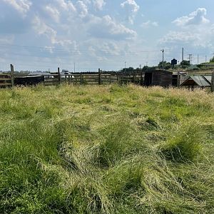Wallaby Enclosure at Charlotte's Ice Cream Parlour (July 2021)