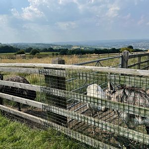 Emus and Rheas at Charlotte's Ice Cream Parlour (July 2021)