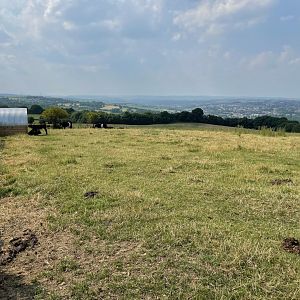 Jersey Cow Enclosure at Charlotte's Ice Cream Parlour (July 2021)