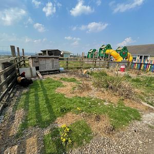 Chicken Enclosure at Charlotte's Ice Cream Parlour (July 2021)