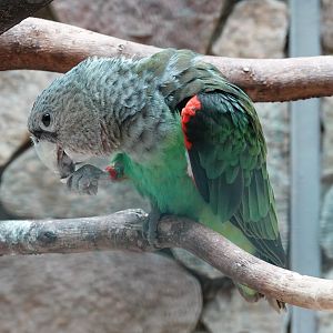 Kuhl's brown-necked parrot