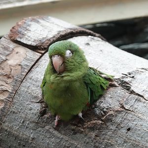 Cuban parakeet