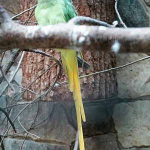 Slaty-headed parakeet