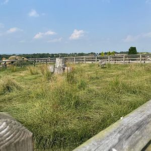 Rhea Enclosure at Charlotte's Ice Cream Parlour (July 2021)