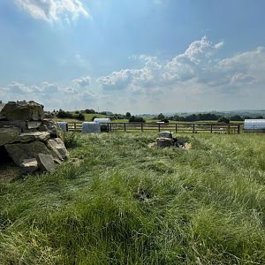 Pygmy Goat Enclosure at Charlotte's Ice Cream Parlour (July 2021)