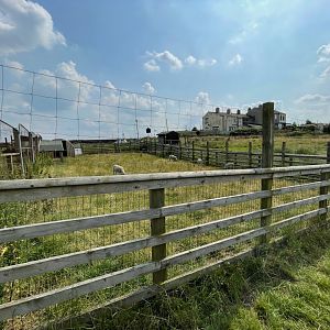 Sheep Enclosure at Charlotte's Ice Cream Parlour (July 2021)