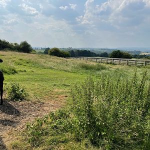 Alpaca Enclosure at Charlotte's Ice Cream Parlour (July 2021)