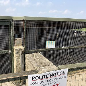 Aviaries at Charlotte's Ice Cream Parlour (July 2021)