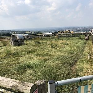 Rhea Enclosure at Charlotte's Ice Cream Parlour (July 2021)