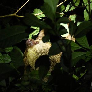 Hoffmann's two-toed sloth (Choloepus hoffmanni)