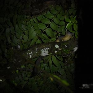 Kinkajou (Potos flavus)