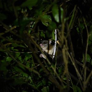 Derby's woolly opossum (Caluromys derbianus)