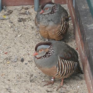 Barbary partridge