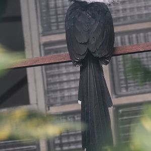 Western long-tailed hornbill