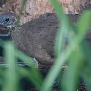 Great tinamou