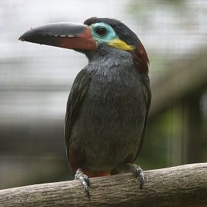 Guyana toucanet