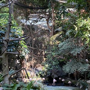 White Cheeked Gibbon/Lesser Flamingo/Silver Leaf Langur