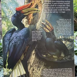 NEW! Updated Rhinoceros Hornbill Signage