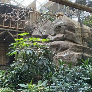 RENOVATED Right Side of Rhinoceros Hornbill Aviary