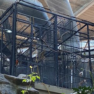 Holding Aviary with Andean Cock-of-the-Rock