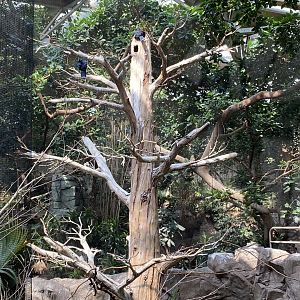 Victoria Crowned Pigeon Nesting  Tree