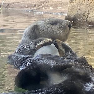 Sea Otter Playing with Pipe Enrichment