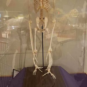 Gibbon Skeleton-Delbridge Museum