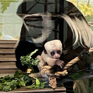 NEW! Baby Black & White Colobus Monkey