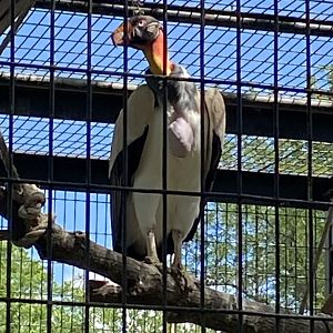King Vulture