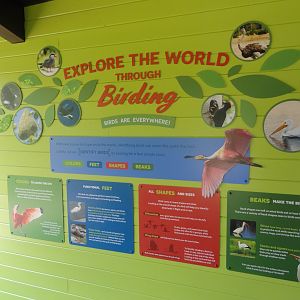 Simmons Aviary Birding Wall