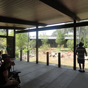 Simmons Aviary - American Flamingo Viewing