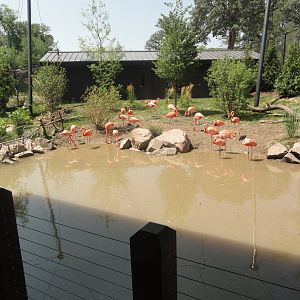 Simmons Aviary - American Flamingo Exhibit