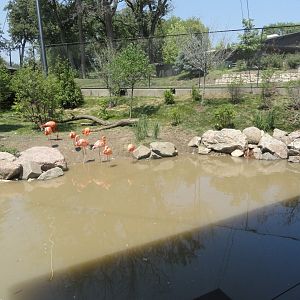 Simmons Aviary - American Flamingo Exhibit