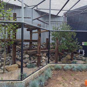 Enclosure Pallas's cat