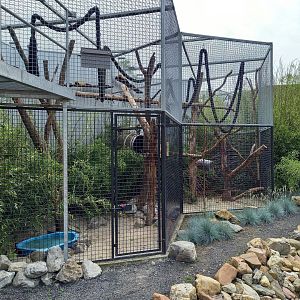 Enclosure Yellow-throated marten