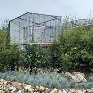 Crowned pigeon - Red-billed blue magpie aviary