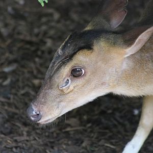 Reeves' Muntjac