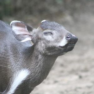 Tufted Deer