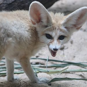 Fennec Fox