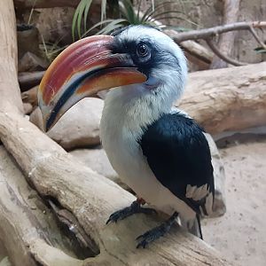 Von der Decken's Hornbill