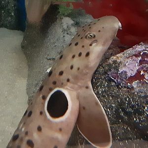 Epaulette Shark