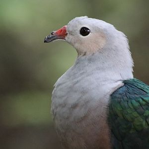 Red-knobbed Imperial-pigeon