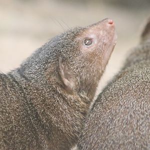 Common Dwarf Mongoose